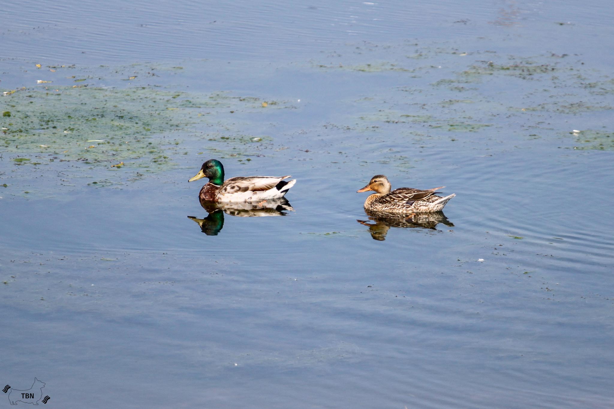 Mallard